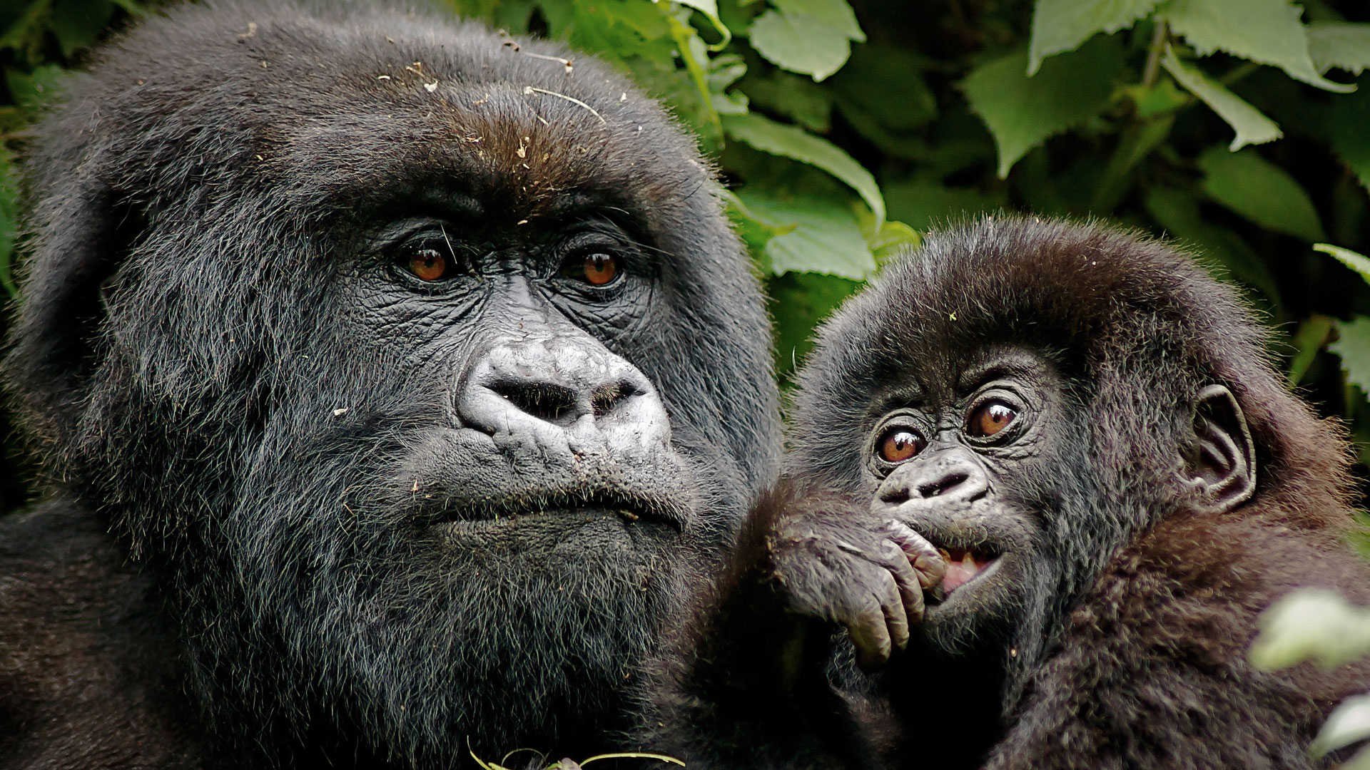 Rwanda vs Uganda: Which is Better for Mountain Gorilla Trekking?