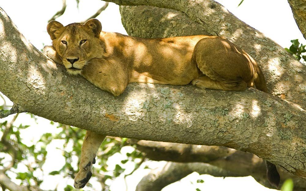 Tree Climbing Lions of Ishasha