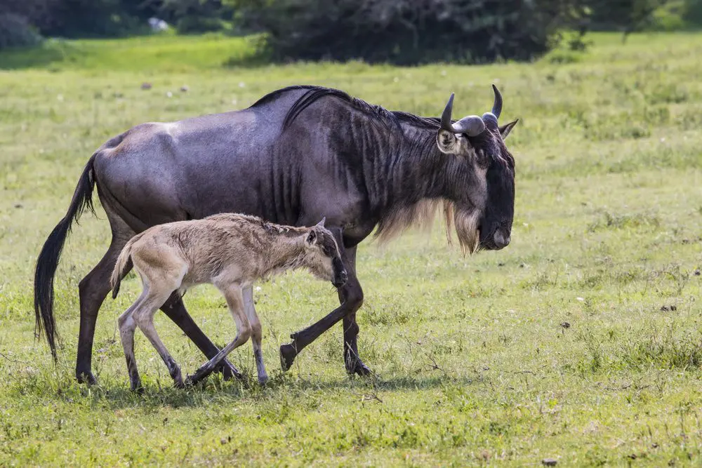 Wildebeest Migration Serengeti Calving Season