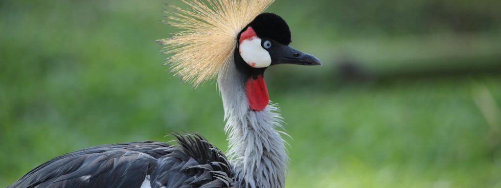 Birdwatching in Queen Elizabeth National Park: