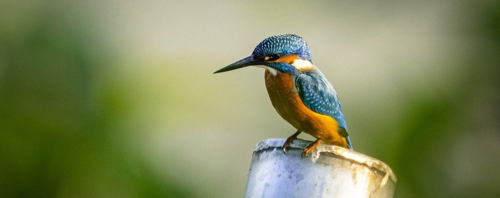 Birdwatching in Queen Elizabeth National Park: