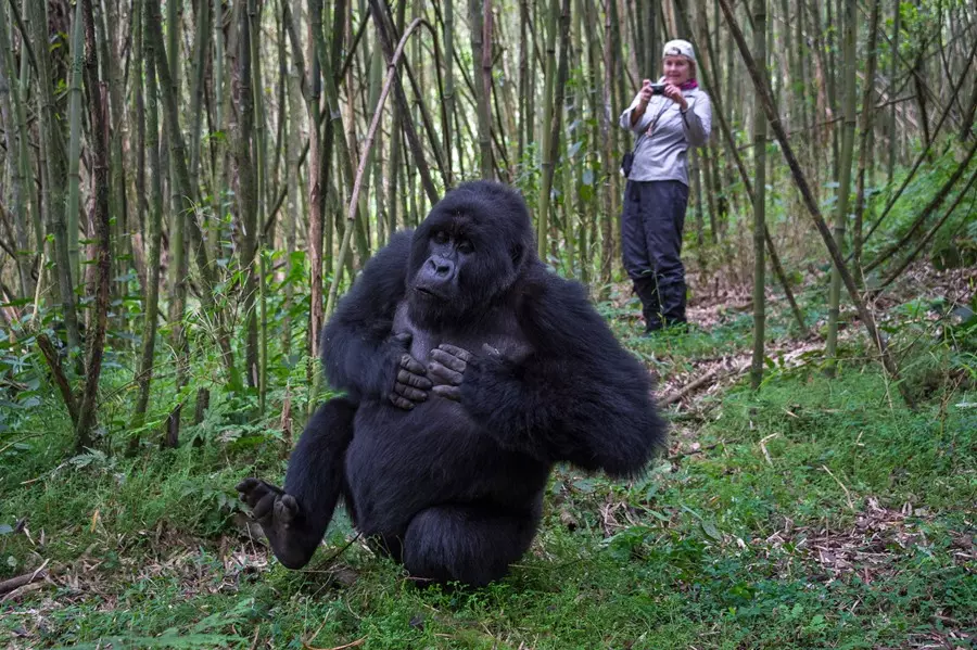 Gorilla Trekking in Rwanda