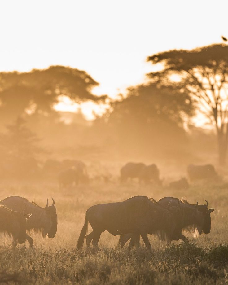 Great Wildebeest Migration