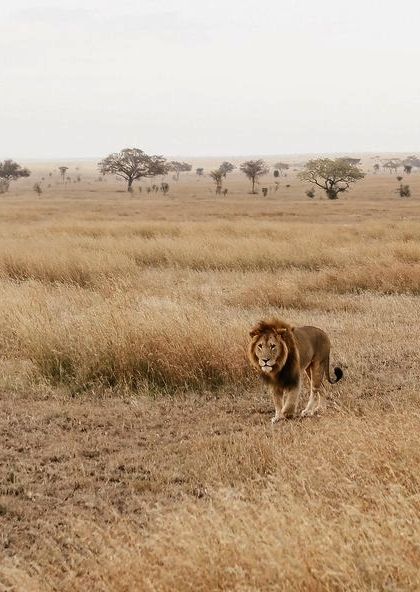 Why Serengeti is a Top Safari Destination