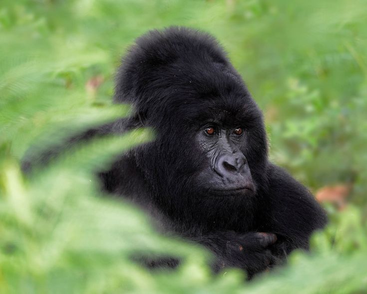 Rwanda Safari: Gorilla Trekking & More