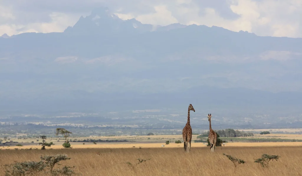 6 Days Luxury Tanzania Safari