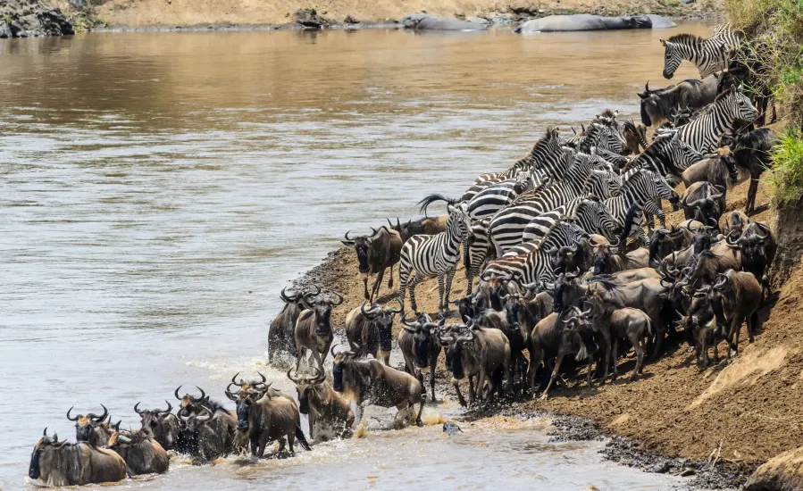 Great Wildebeest Migration