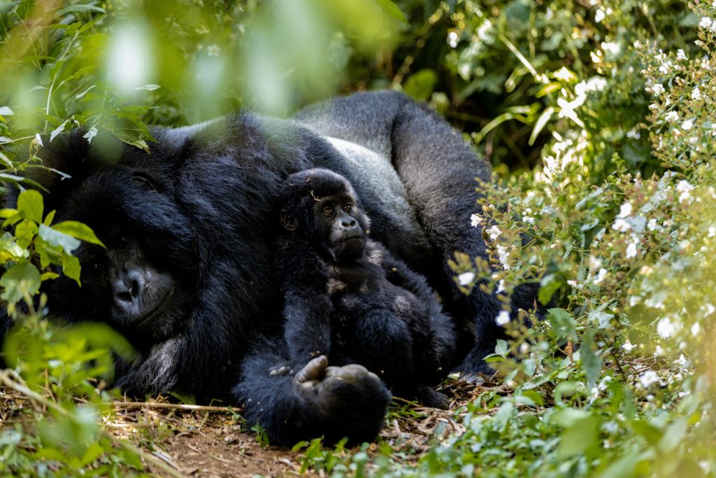 This 6 Days Rwanda Gorilla & Chimpanzee Tour 