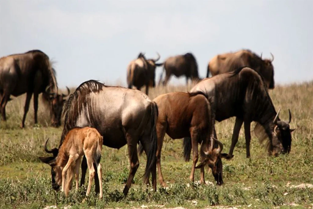 5 Days Serengeti Great Migration Safari