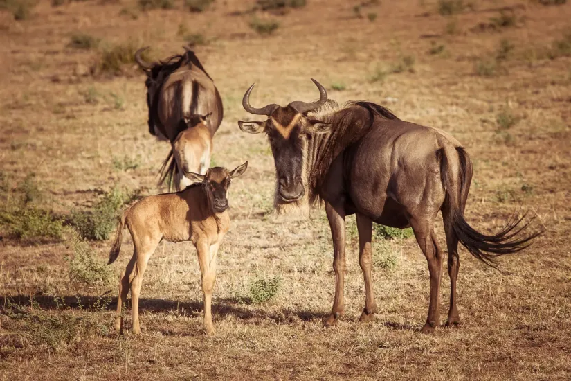 Why Serengeti is a Top Safari Destination