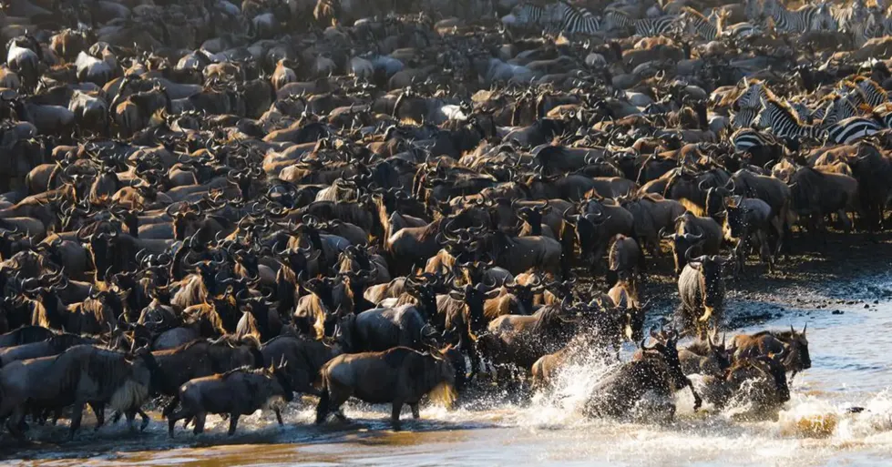 Great Wildebeest Migration