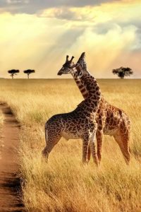 8 Days 7 Nights Lake Manyara Ngorongoro Crater & Serengeti Honeymoon Safari