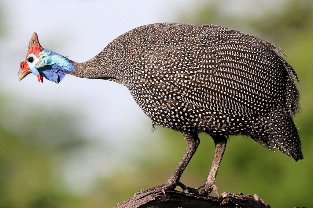 Birds of Masai Mara