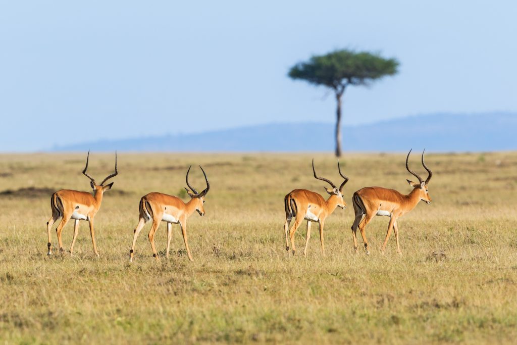 Game Drives in Queen Elizabeth National Park 