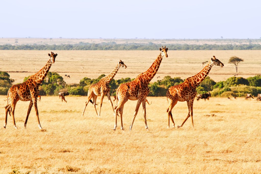 8 Days 7 Nights Lake Manyara Ngorongoro Crater & Serengeti Honeymoon Safari