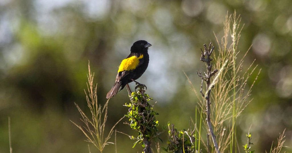 Birds of Masai Mara