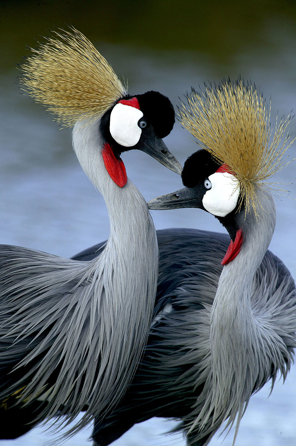 Birds of Masai Mara