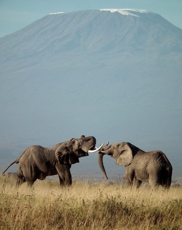 4 Days Tsavo and Amboseli Safari