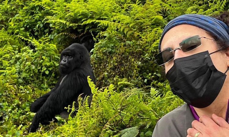  Gorilla Trekking Vs Gorilla Habituation Experience