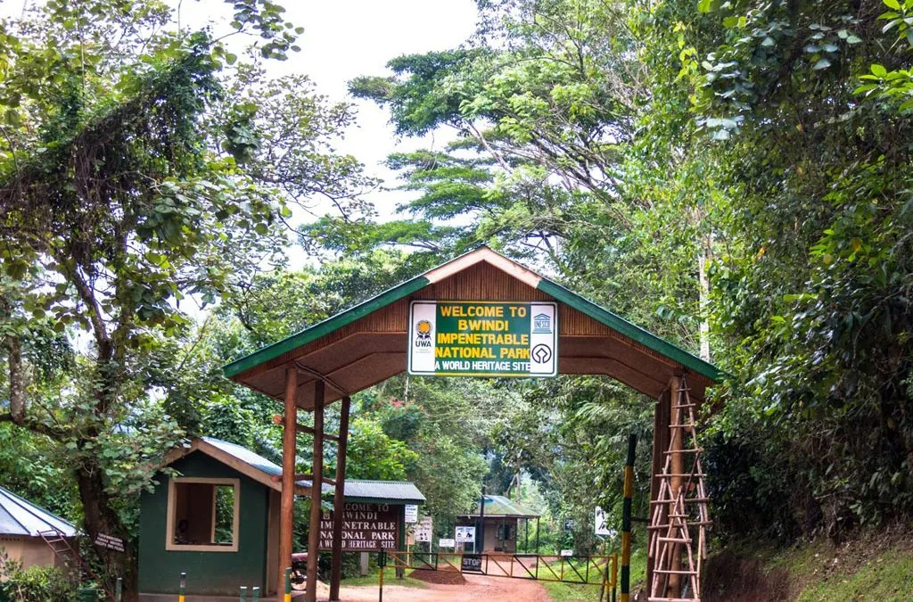 Gorilla Trekking in Bwindi Impenetrable Forest Uganda