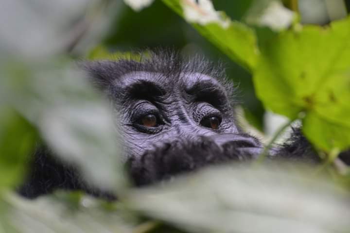 The Best Time to See Gorillas