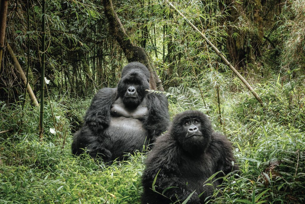 5 Day Rwanda Gorillas and Nyungwe Forest Safari