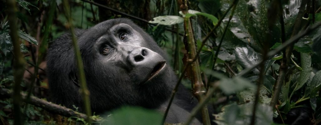 Gorilla Trekking Vs Gorilla Habituation Experience