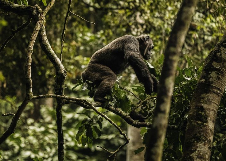 Rwanda Safari: Gorilla Trekking & More