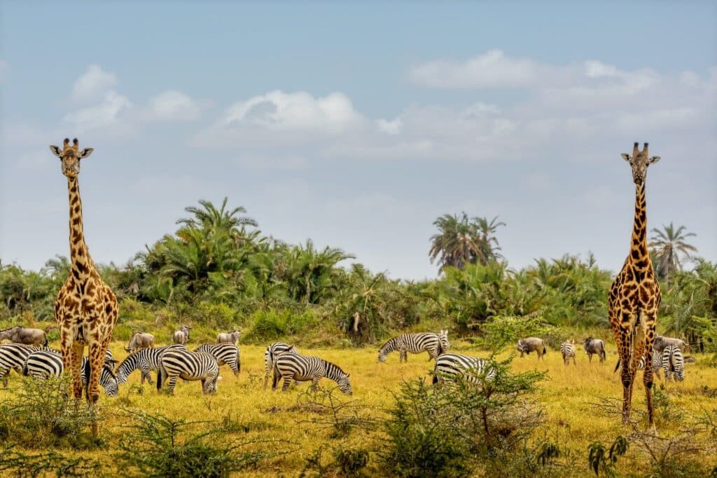 4 Days Tsavo and Amboseli Safari 