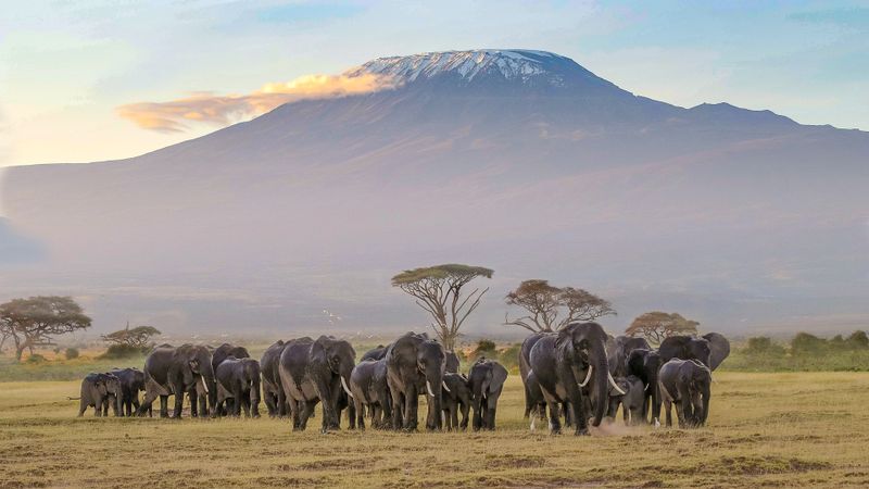 4 Days Tsavo and Amboseli Safari 