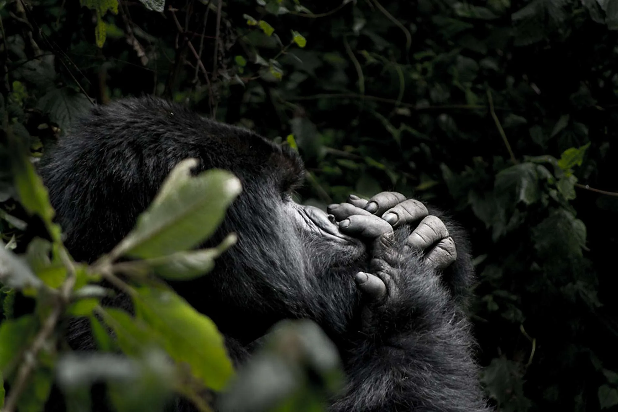 4 Days Rwanda Gorilla Trekking & Bisoke Hike