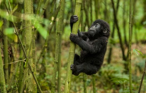 Gorilla Trekking Vs Gorilla Habituation Experience