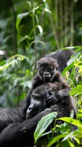 Primate Watching in Uganda