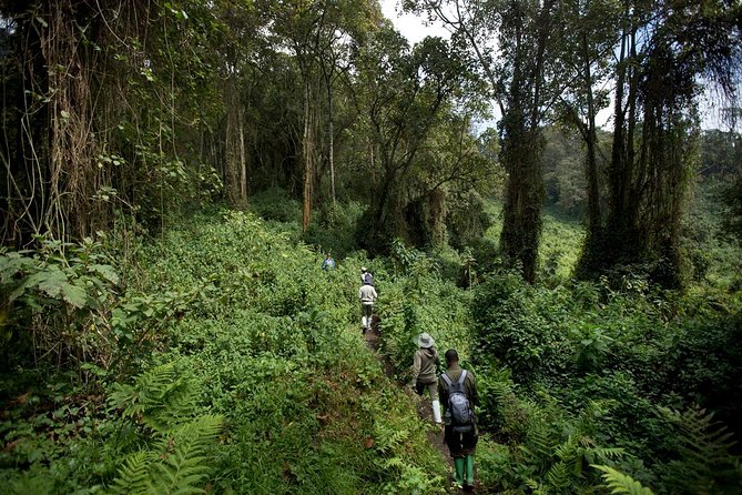 4 Days Rwanda Gorilla Trekking & Bisoke Hike