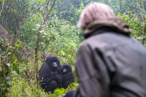 Gorilla trekking Uganda from Kigali