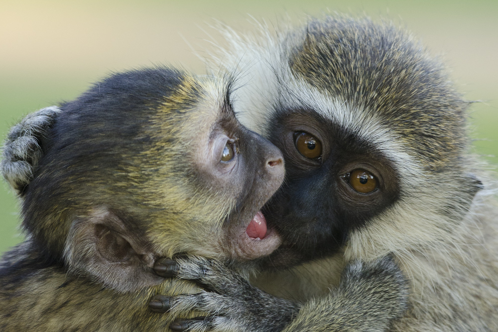 Primate Watching in Uganda