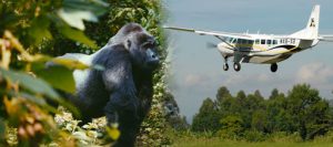 4 Days classic gorilla flying safari