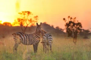 4 Days Kidepo Valley National Park Safari