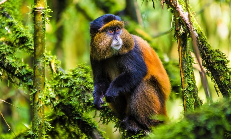 6 Days Rwanda Primate Safari